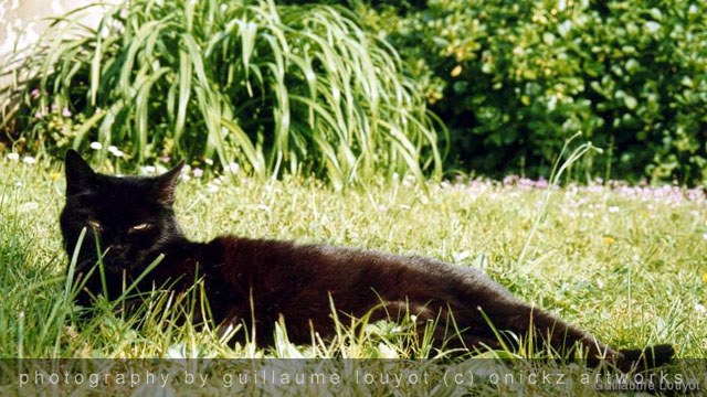 Guillaume Louyot - Animals - Black Cat