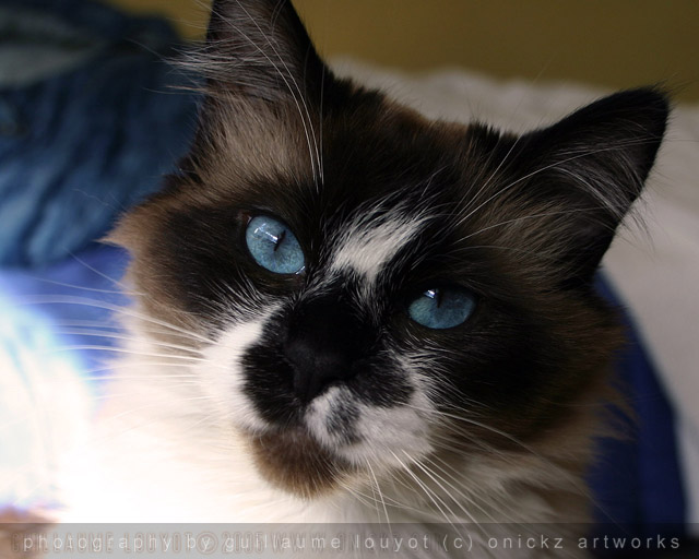 Guillaume Louyot - Animals - Blue Eyed Cat