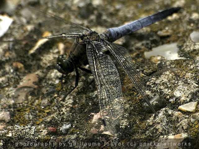 Guillaume Louyot - Animals - Dragonfly 4329