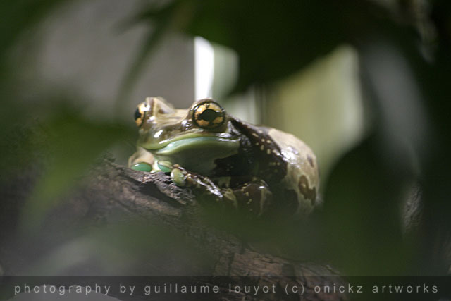 Guillaume Louyot - Animals - Froggy 3591
