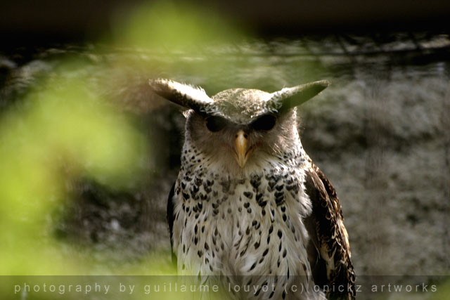 Guillaume Louyot - Animals - Hibou 3559