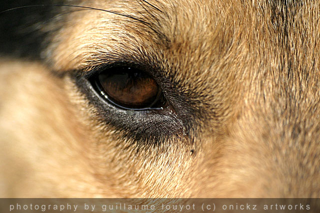 Guillaume Louyot - Animals - Italian Dog 4148