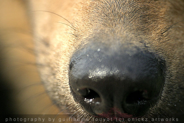 Guillaume Louyot - Animals - Italian Dog 4150