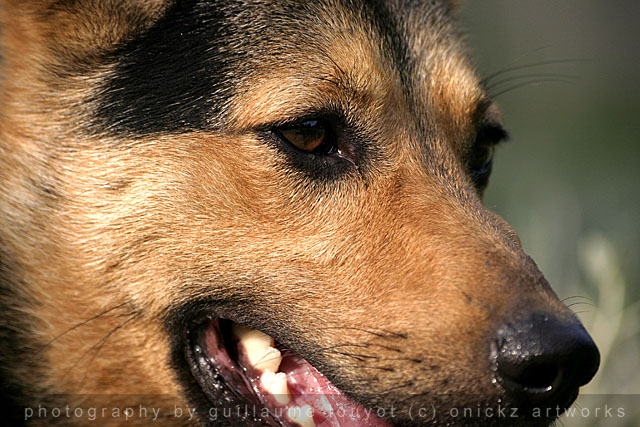 Guillaume Louyot - Animals - Italian Dog 4155