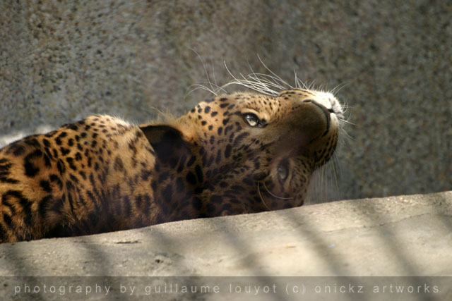 Guillaume Louyot - Animals - Leo 3576