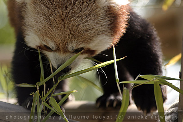 Guillaume Louyot - Animals - Small Panda 3601