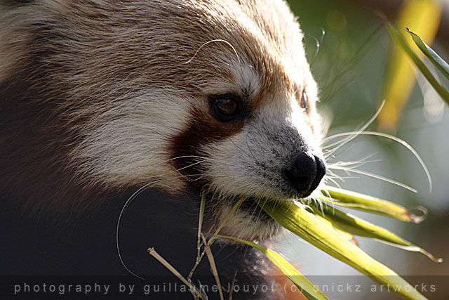 Guillaume Louyot - Animals - Small Panda 3605