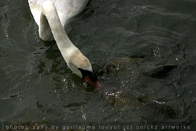 Guillaume Louyot - Animals - Swan VS Fishes 4326