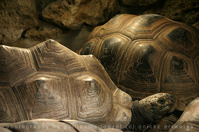 Guillaume Louyot - Animals - Tortues 3584