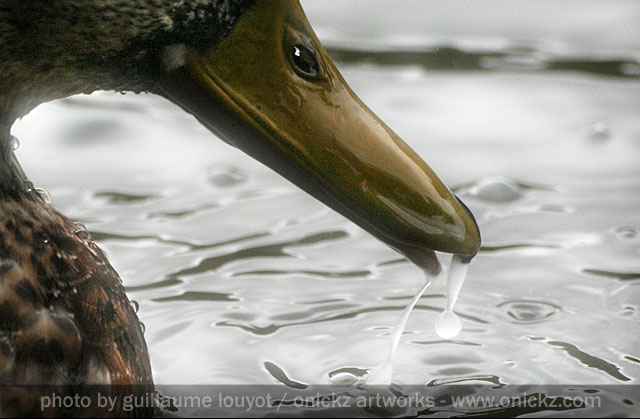 Guillaume Louyot - Duck Water 4736