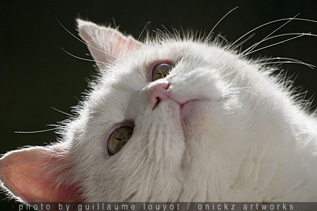 Guillaume Louyot - Panda Cat 6474 web