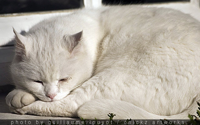Guillaume Louyot - Panda Cat 6480 web