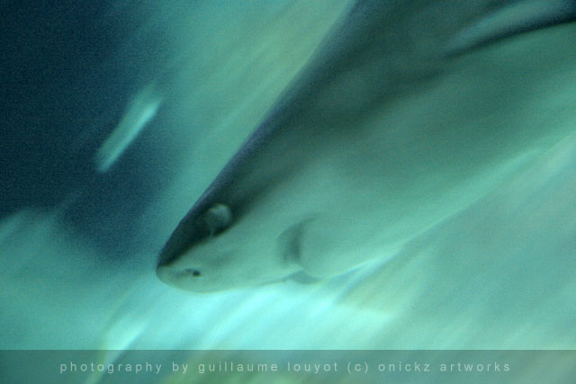 Guillaume Louyot - Shark 4395