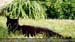 Guillaume Louyot - Animals - Black Cat