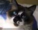 Guillaume Louyot - Animals - Blue Eyed Cat