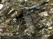 Guillaume Louyot - Animals - Dragonfly 4329