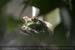 Guillaume Louyot - Animals - Froggy 3591