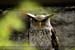 Guillaume Louyot - Animals - Hibou 3559