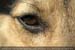 Guillaume Louyot - Animals - Italian Dog 4148
