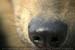 Guillaume Louyot - Animals - Italian Dog 4150