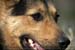 Guillaume Louyot - Animals - Italian Dog 4155
