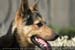 Guillaume Louyot - Animals - Italian Dog 4156