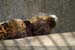 Guillaume Louyot - Animals - Leo 3576