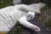 Guillaume Louyot - Animals - Panda Cat 01
