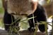 Guillaume Louyot - Animals - Small Panda 3601