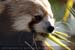 Guillaume Louyot - Animals - Small Panda 3605