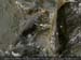 Guillaume Louyot - Animals - Swan VS Fishes 4321