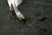Guillaume Louyot - Animals - Swan VS Fishes 4326