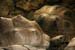 Guillaume Louyot - Animals - Tortues 3584