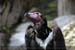 Guillaume Louyot - Animals - Vautour 3578