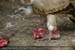 Guillaume Louyot - Animals - Vautour 3580