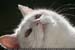 Guillaume Louyot - Panda Cat 6474 web