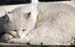 Guillaume Louyot - Panda Cat 6480 web