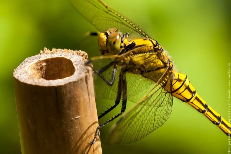 Libellule en gros plan macro