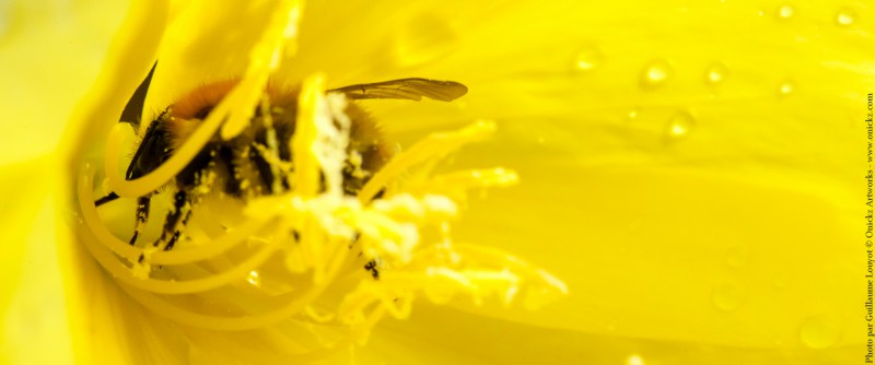 Yellow Bee Macro photo