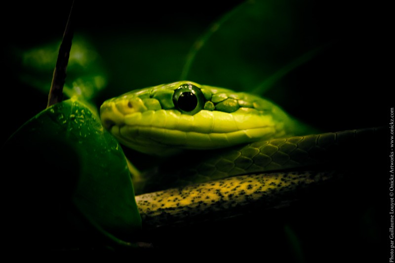 photo de serpent par Guillaume Louyot