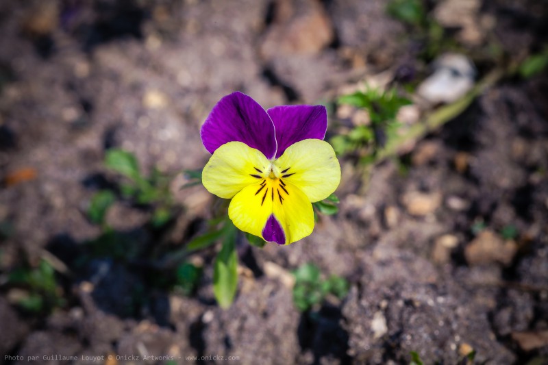 Flowers of March 2014 - photo num 40428 par Guillaume Louyot Onickz Artworks