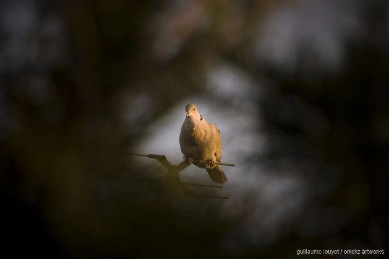 Oiseau perché sur une branche dans la lumière — Biarritz et Pays basque, Guillaume Louyot