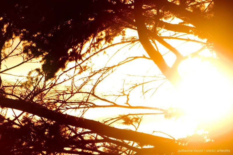 Soleil entre les branches — Biarritz et Pays basque, Guillaume Louyot
