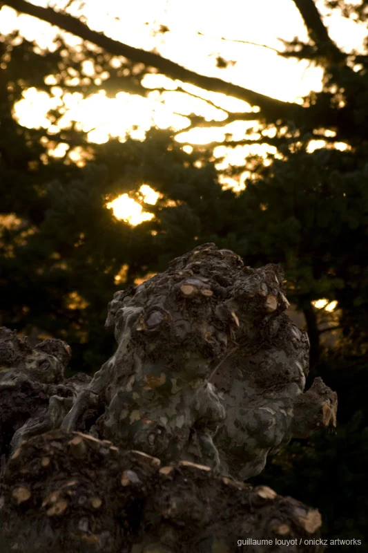 Arbre à contre-jour — Biarritz et Pays basque, Guillaume Louyot