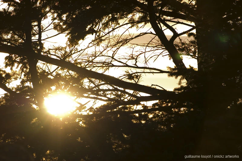 Lumière à travers les arbres — Biarritz et Pays basque, Guillaume Louyot