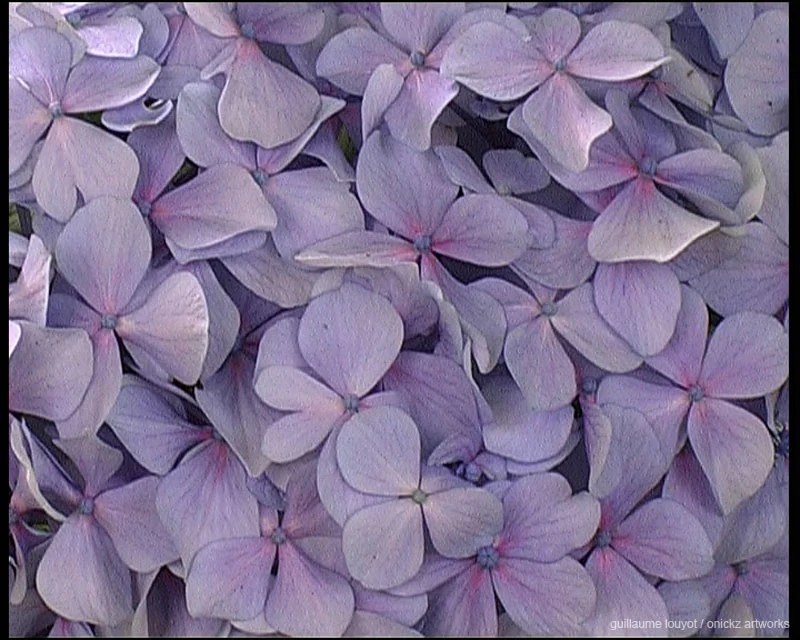 Fleurs d’hortensia — Biarritz et Pays basque, Guillaume Louyot