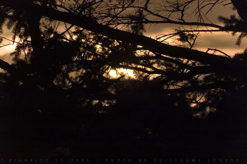 Lumière filtrant entre les branches des arbres