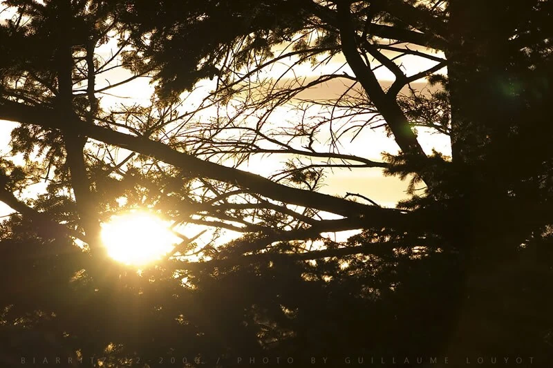 Soleil entre les branches au Pays basque