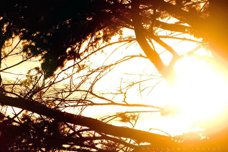 Éclat doré du soleil dans les branches