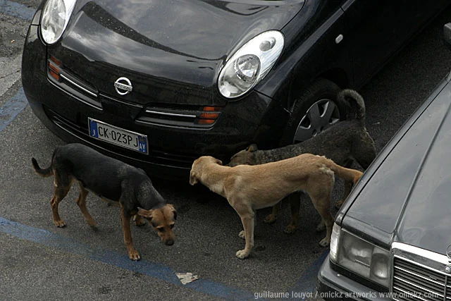 Chiens entre les voitures — Naples et ses environs, Guillaume Louyot